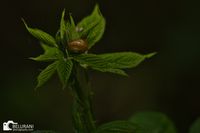 20240512 Natuur kasteel Aerwinkel5