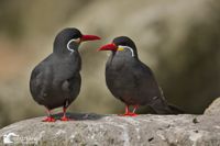 20240821 Planckendael Zoo Mechelen25